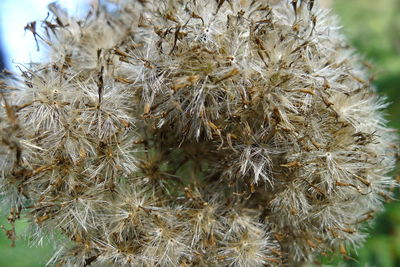 Close-up of wilted plant