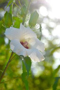 Close-up of white flowers