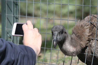 Close-up of hand holding monkey