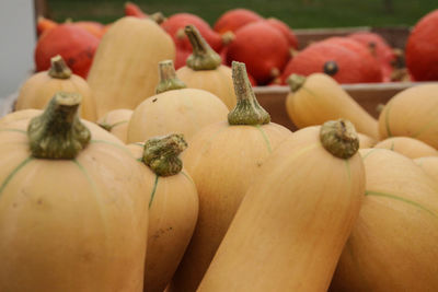 Close-up of pumpkins for sale in market