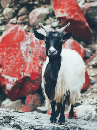 Portrait of goat