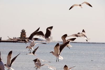 Seagulls flying in the sea