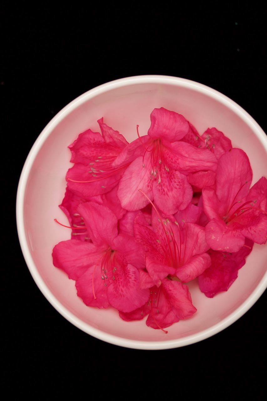 DIRECTLY ABOVE SHOT OF PINK ROSES IN BOWL