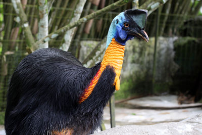 Close-up of a bird looking away