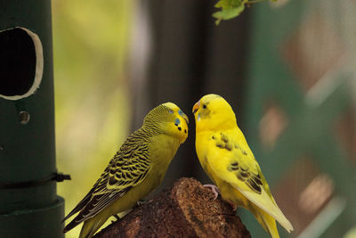 Courting budgerigar parakeet birds melopsittacus undulatus offer each other seed.