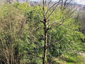Tree in forest