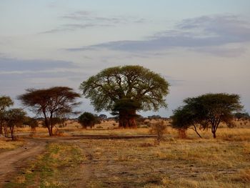 Grand baobab in tarangire national park, tanzania 