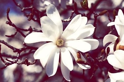 Close-up of white flowers blooming outdoors