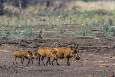 Warthogs walking on land