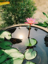 Lotus water lily amidst leaves in lake