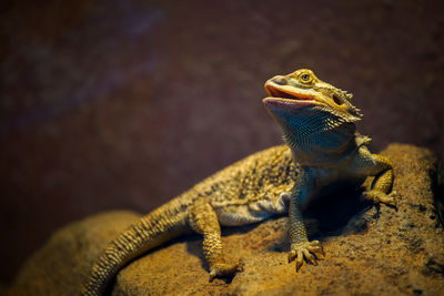 Close-up of lizard