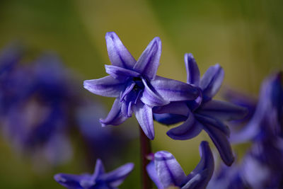 Close-up of purple flowering plant