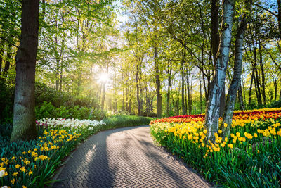 Footpath amidst plants and trees in forest