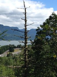 Close-up of trees against sky