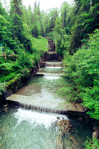 River flowing amidst trees in forest