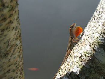 Bird perching on tree