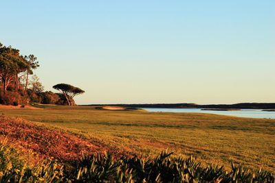 Scenic view of agricultural field against clear sky