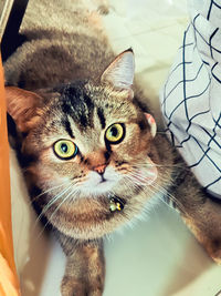 pet