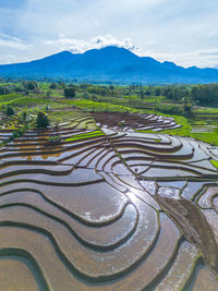 Scenic view of agricultural field against sky