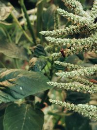 Close-up of bee pollinating on flower