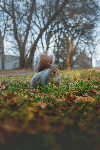 View of squirrel on field