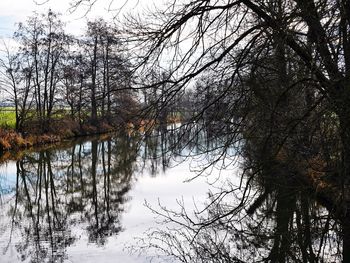 Reflection of trees in lake