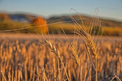 Close-up of wheat growing on field against sky