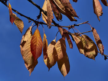 Low angle view of autumn leaves against sky