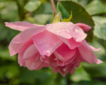 Close-up of wet pink rose flower