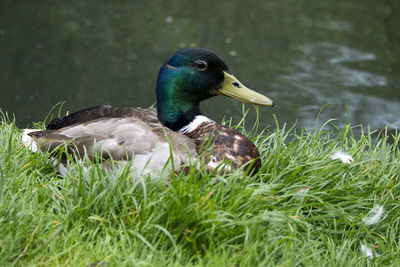 Close-up of duck on lake