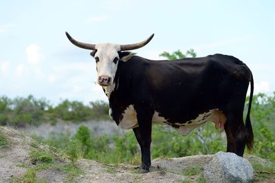 Cow standing on field against sky