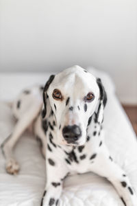 Dog lying down on bed at home