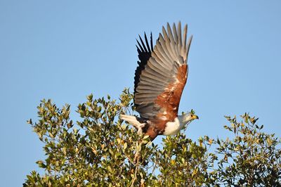 Low angle view of eagle flying against clear blue sky