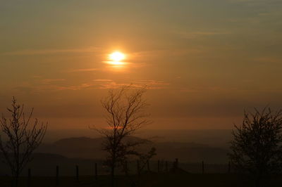 Silhouette of trees at sunset