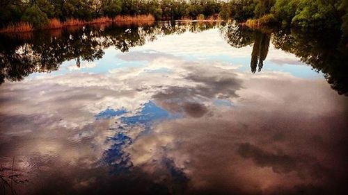 Reflection of trees in water