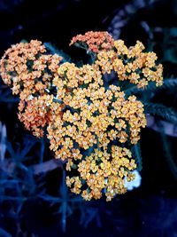 Close-up of flowering plant