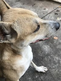 Close-up of dog looking away