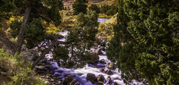 Scenic view of waterfall in forest