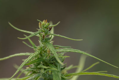 Close-up of fresh green plant