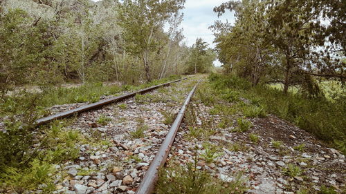 View of railway tracks along trees
