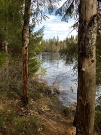 Scenic view of lake in forest against sky