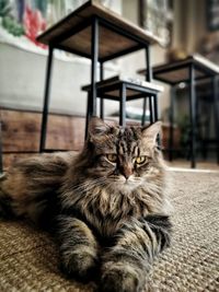 Close-up portrait of a cat at home