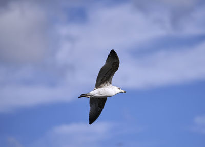 Low angle view of seagull flying