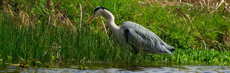 View of gray heron on grass by lake