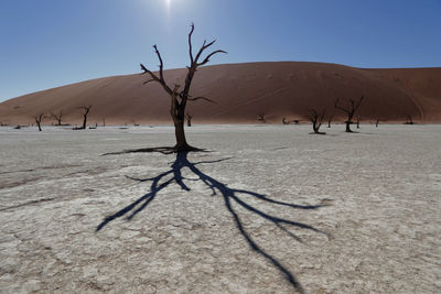 Bare tree in desert against sky