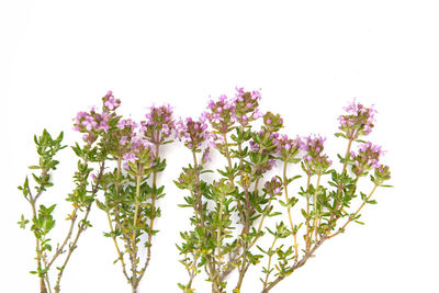 Close-up of flowering plant against white background