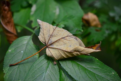 Close-up of dry leaf on plant