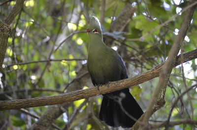 Low angle view of bird perched on branch