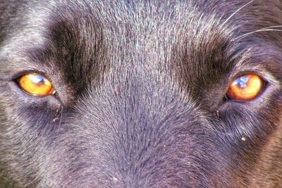 Close-up portrait of a dog