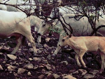 View of horses on field